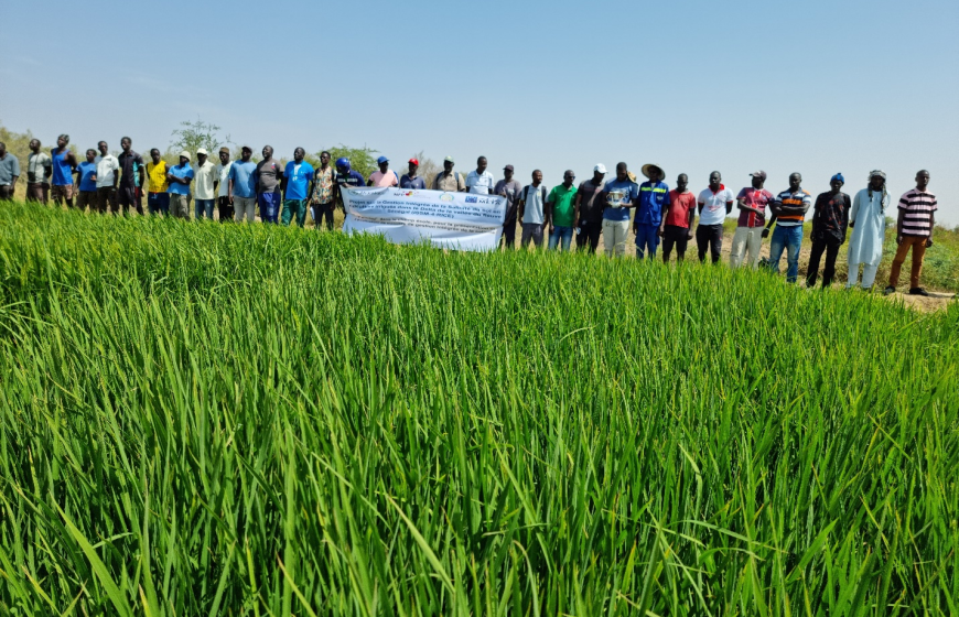 Senegal study. Photocredits: AfricaRice