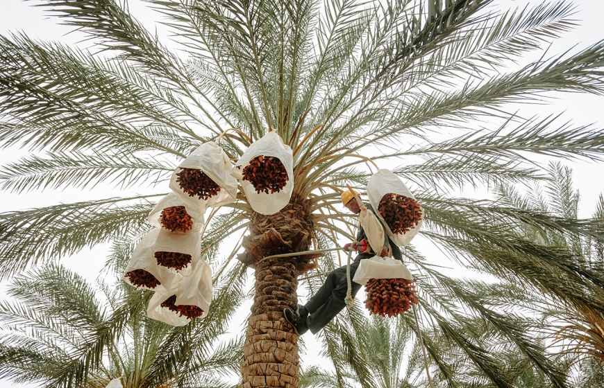 A man climbs a date palm tree in Biskra, Algeria to harvest ripe dates in a plantation. Source: Pexels / Radwan Menzer-
