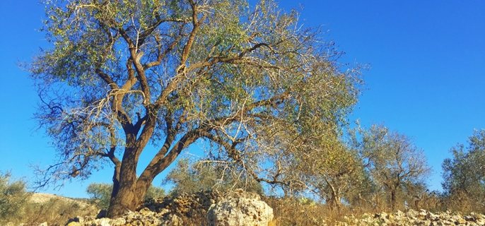 Photo of a tree in an arid region.