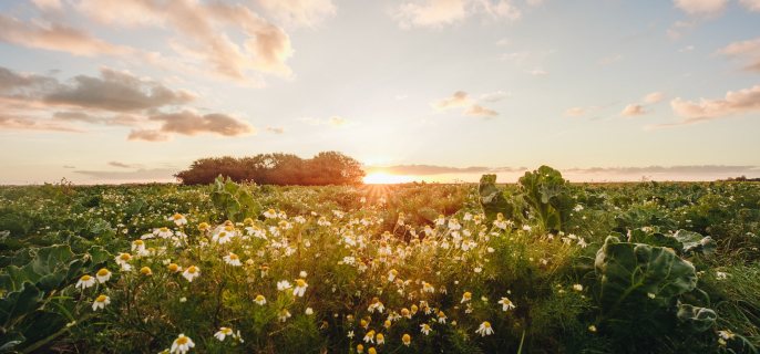 Agricultural field