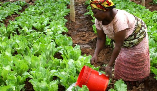 Watering crops