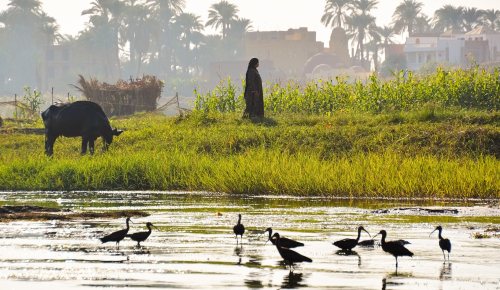 Image of a rural area in Egypt