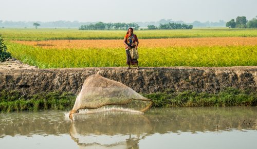 Fishing woman in Bangladesh throwing out her net in the river with farmfield in the background