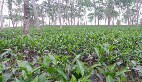 Bangladesh plantation