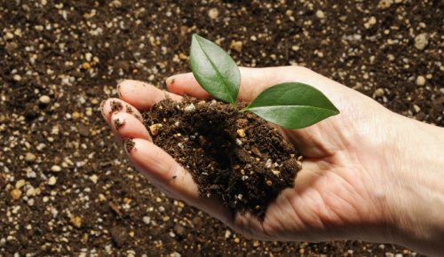 Hand with plant and soil