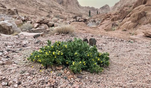 Photo of some vegetation in Sinai Desert. Fanack Water, Ruben Vermeer.