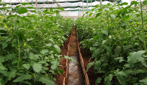 Food production in a greenhouse
