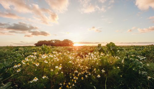 Photo of daisies in a park