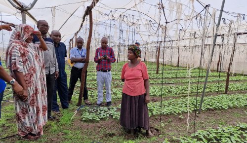 Saline-Agriculture-Kenya