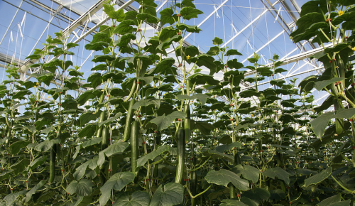 Cucumbers_in_greenhouse