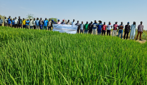 Senegal study. Photocredits: AfricaRice